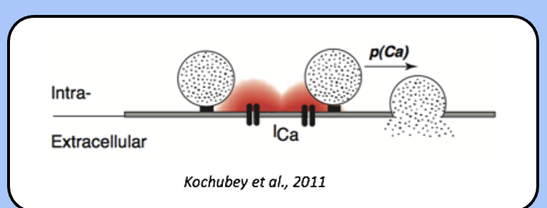 <p><span style="font-family: "Helvetica Light";">&nbsp;- when the membrane potential is at rest, the release probability is very low, and quanta trickle out infrequently—these are the </span><span>mEPPs</span><span style="font-family: "Helvetica Light";">.</span></p><p><span style="font-family: "Helvetica Light";">&nbsp;- however, when a presynaptic action potential increases the presynaptic calcium concentration, the release probably rapidly increases—this results in an EPP</span></p>