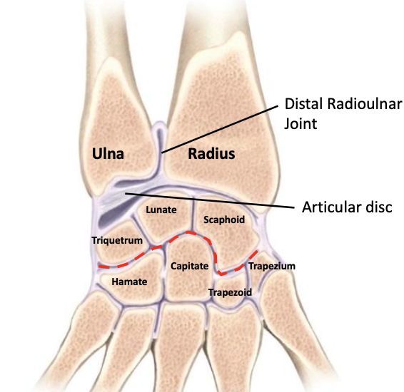 <p>Convex shaped head of the ulna with the concave shaped ulnar notch on the medial side of the distal radius<br>Radius and ulna connected by an articular disc known as teh triangular fibrocartilaginous disc</p>