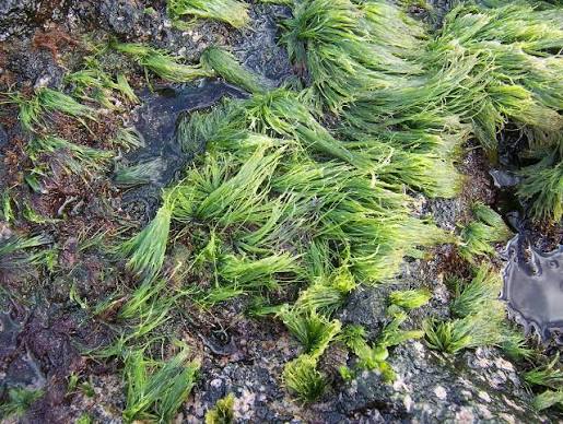 <p>green algae (Chlorophyta)</p><p>stiff, wiry and unbranched filaments </p><p>uniseriate filaments</p>