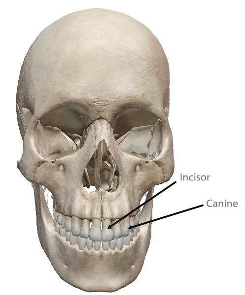 <p>The incisors are ____ to the canines. </p>