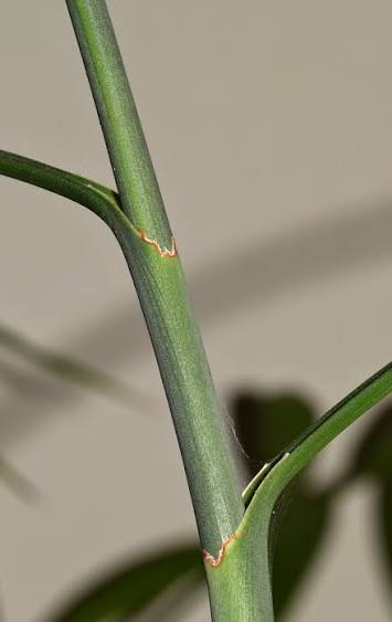<ul><li><p>expanded lower part of a leaf that wraps around, clasps or completely encircles the plant stem like a tube </p></li></ul><p></p>
