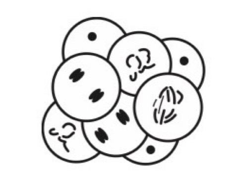 <p><span style="background-color: transparent;"><strong> </strong>The diagram shows the cells of a mammalian embryo shortly after fertilisation.</span></p><p><span style="background-color: transparent;">What is the correct description of these cells? </span></p>