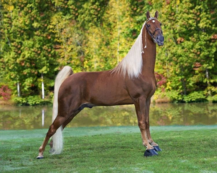 <p>What is the Tennessee Walking Horse known for?</p>