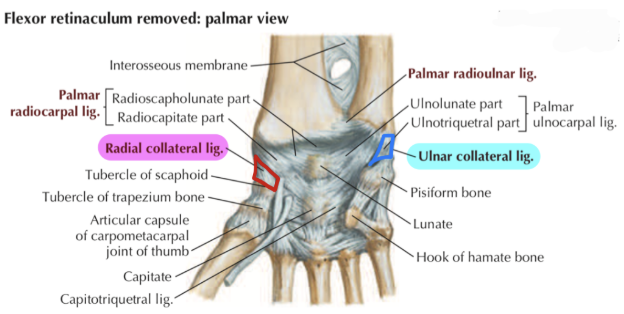 <p>Radius → Scaphoid</p><p>Lateral wrist stability</p>
