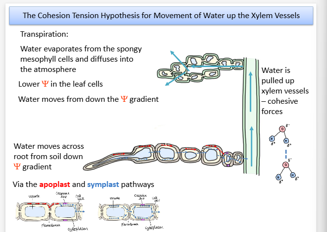 <p>Transpiration : Water evaporates from the spongy mesophyll cells and diffuses into the atmosphere</p><p>Lower water potential in leaf cells, water moves from down the water potential gradeint</p><p>Water moves across root from soil down the water concentration gradient, via apoplast and symplast pathways</p>