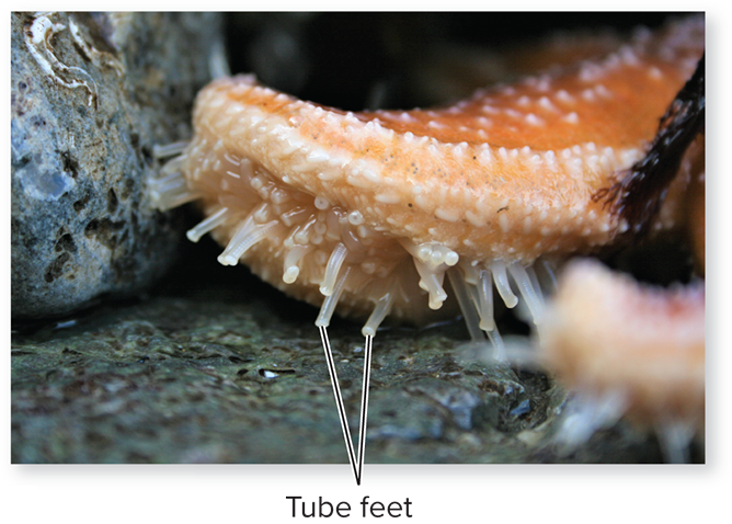 <p>Tube feet are small hydraulic appendages driven by the water vascular system. They are used for:</p><p>1) <strong>locomotion </strong>(moving across surfaces),</p><p>2) <strong>feeding </strong>(grasping prey like clams),</p><p>3) <strong>gas exchange</strong> (large surface area for oxygen diffusion in water).</p>