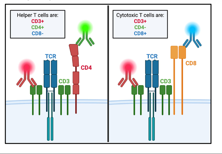 <p>go on what they have - both positive for CD3+ </p><p>CD8+ = cytotoxic</p><p>CD4+ = helper T cells</p>