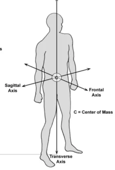 <p>Divides at an angle </p>