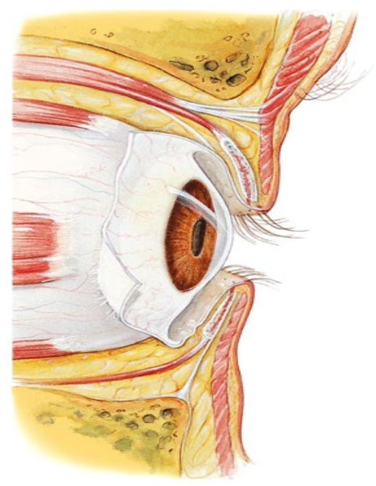 <ul><li><p>Eyebrows and eyelashes</p></li><li><p>Eyelids (palpebrae)</p></li><li><p>External eye muscles</p></li><li><p>Conjunctiva = thin membrane over the sclera</p><ul><li><p>Prevents debris from migrating to the back of the eye</p></li></ul></li><li><p>Lacrimal apparatus</p></li></ul><p></p>
