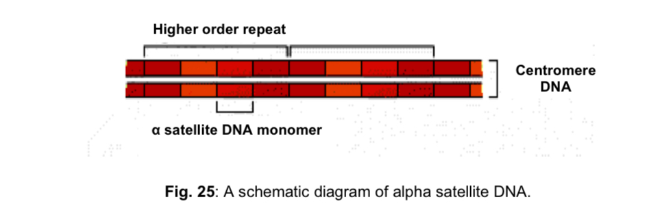 <p>Structure of centromere </p><ol><li><p>Unlike telomeres, the <strong>single</strong> centromere found in each chromosome is <strong>not in a defined position </strong></p></li></ol><ul><li><p><strong>position</strong> of the centromere is <strong>unique</strong> for each chromosome </p></li></ul><p></p><ol start="2"><li><p>Centromeres consist of<strong> satellite DNA </strong></p></li></ol><ul><li><p>in <u>humans</u>, centromere satellite DNA is known as <strong>alpha satellite DNA </strong></p></li><li><p>alpha satellite DNA consists of short,<strong> AT-rich </strong>sequences that are <strong>repeated thousands of times in tandem </strong></p></li><li><p>numerous repeats vary slightly from one another in sequence; there is apparently no centromere-specific DNA sequence </p></li></ul><p></p><ol start="3"><li><p>Centromeric DNA sequences <strong>vary greatly in length </strong>in different eukaryotic species </p></li></ol><ul><li><p>centromeres are more than 40 kb long in majority of eukaryotes </p></li></ul><p></p>