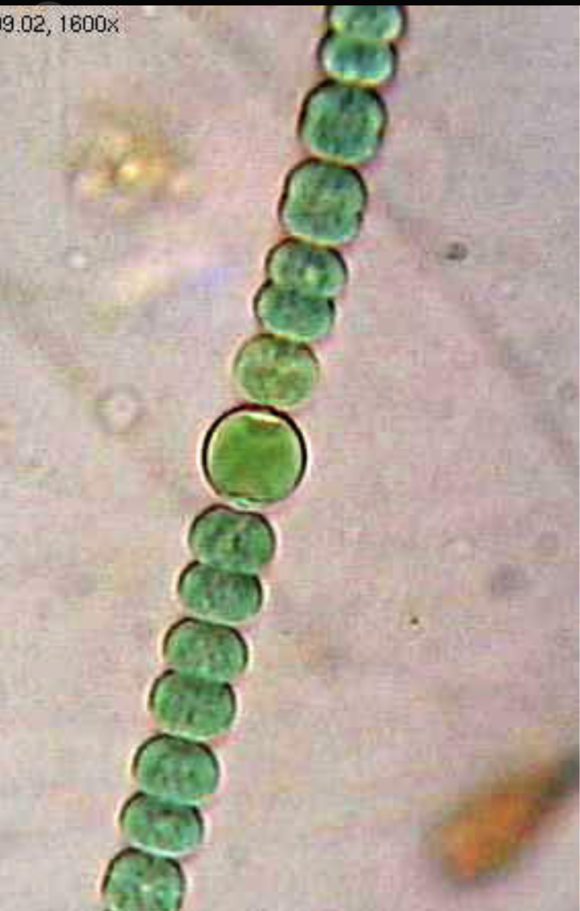 <p>Deblo razred red rod</p><p class="has-focus"></p><p class="has-focus"></p>