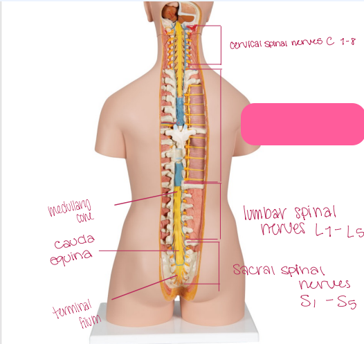 <p>What is being shown? </p>