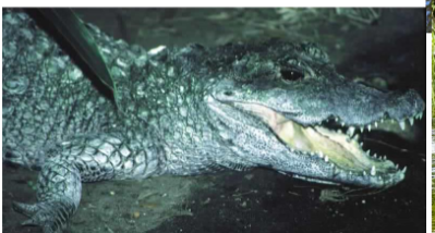 <p>What species is this?</p>