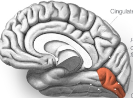 <p>A structure in the brain that is responsible for the visual processing of the superior visual field/object and face recognition.</p>