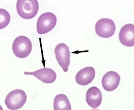 term image