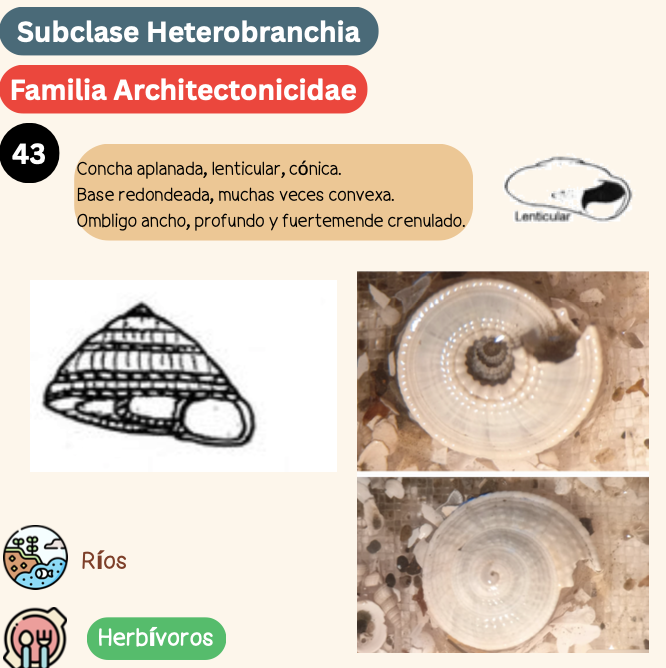 <p><strong>FILO </strong>Mollusca<strong><br>CLASE </strong>Gastropoda<br><strong>SUBCLASE </strong>Heterobranchia<br><strong>FAMILIA </strong>Architectonicidae<strong><br>CARACTERÍSTICAS </strong><br><strong>RÁDULA </strong>Raquiglosa<strong><br>ALIMENTACIÓN </strong>Herbívoros<strong><br>HÁBITAT </strong>Ríos</p>