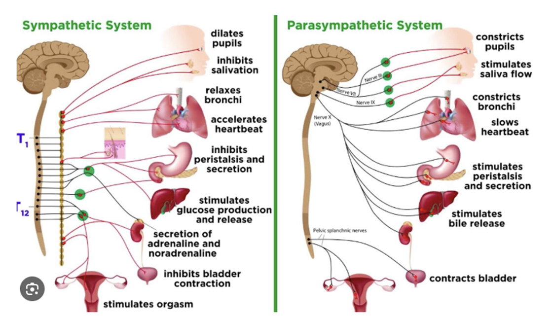 <p> Facilitates vegetative and nonemergency responses</p><p>− Decreases functions increased by the sympathetic nervous system</p><p>− Composed of long preganglion axons extending from the spinal cord and short postganglionic fibers that attach to the organs themselves</p><p>− Dominant during our relaxed state</p>