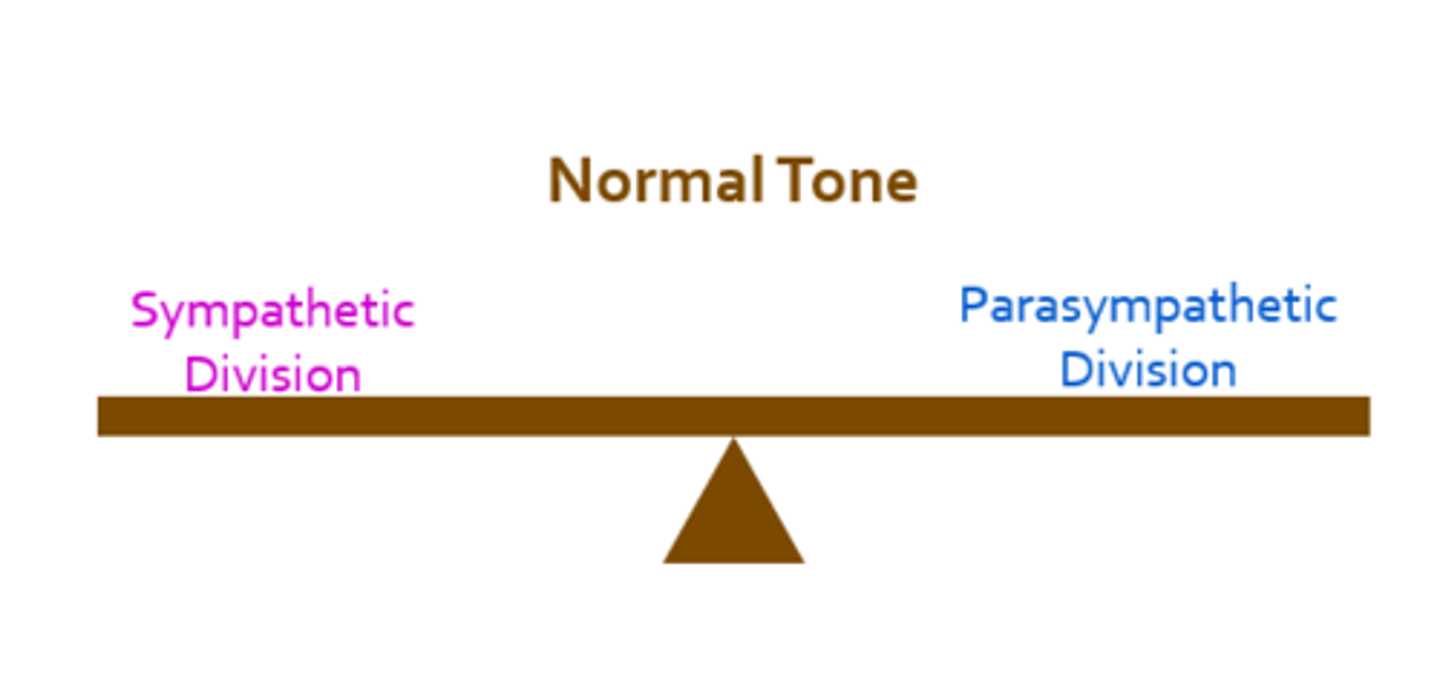 <p>Baseline activity of both systems</p>