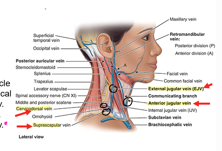 <ul><li><p><strong>external jugular</strong></p><ul><li><p><strong>transverse cervical</strong> (cervicodorsal) vein</p></li><li><p><strong>suprascapular vein</strong></p></li><li><p>anterior jugular vein (not in lateral region)</p></li></ul></li><li><p>external jugular then drains into <strong>subclavian vein</strong></p></li></ul><p></p>