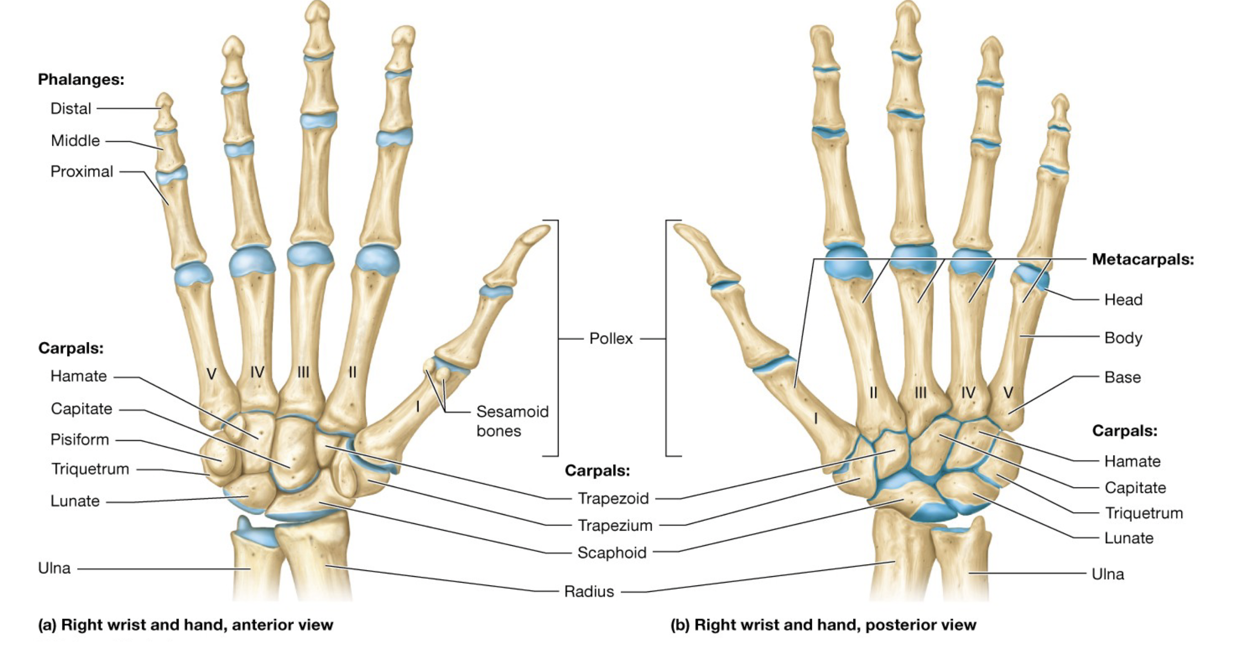 <p>Consists of eight short bones arranged in two rows</p><p>has proximal bones and distal bones</p><p>mnemonic for carpal bones: </p><p><strong>S</strong>ome <strong>L</strong>unchers <strong>T</strong>ry <strong>P</strong>eppers <strong>T</strong>hat <strong>T</strong>hey <strong>C</strong>an’t <strong>H</strong>andle </p><p><strong>S</strong>caphoid, <strong>L</strong>unate, <strong>T</strong>riquetrum, <strong>P</strong>isiform, <strong>T</strong>rapezium, <strong>T</strong>rapezoid, <strong>C</strong>apitate, <strong>H</strong>amate</p><p>Try reminds you about the triquetrum</p><p>The trapeziUM is by the thUMb</p>