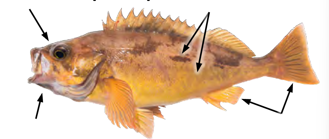 term image