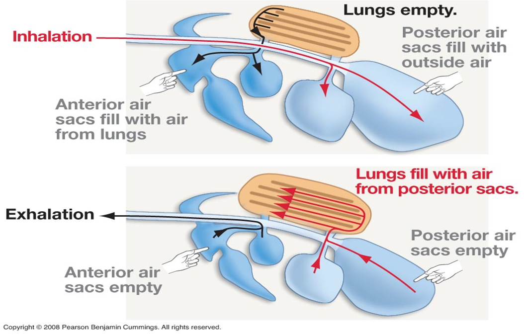 <ul><li><p>complete cycle of respiration:</p><ul><li><p>1st inhale: air goes into posterior air sacs</p></li><li><p>1st exhale: air into parabronchi for gas exchange</p></li><li><p>2nd inhale: air moves into anterior air sacs</p></li><li><p>2nd exhale: air moves out of bird</p></li></ul></li></ul><p></p>