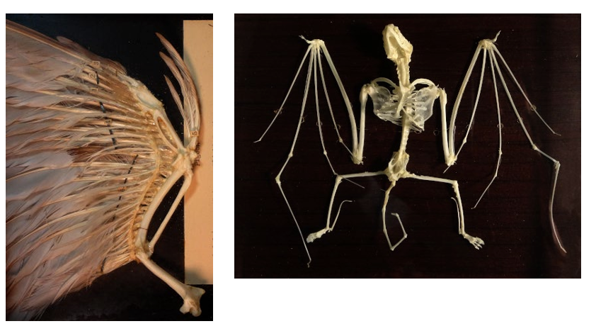 <p>structures that are similar because they were present in a common ancestor ex. bat wing and human arm</p>