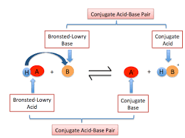<ul><li><p>acid= any species that donates a proton (H)</p></li><li><p>base= any species that accepts a proton</p></li><li><p>equilibrium arrow- species on both sides of the equation are present</p><ul><li><p>if equilibrium favors product/right side- strong acid, large K<sub>a</sub>, and small/lower pK<sub>a</sub></p></li><li><p>if equilibrium favors reactant/left side- weak acid, small K<sub>a</sub>, and large/higher pK<sub>a</sub></p></li></ul></li><li><p>general trends:</p><ul><li><p>conjugate acid with higher pka gets the proton</p></li><li><p>stronger acid HA makes a weak base A-, and a weak acid HA makes a strong base A-</p></li></ul></li><li><p>examples:</p><ul><li><p>acid- water, HCl</p></li><li><p>base- water, methoxide anion, azide anion</p></li></ul></li></ul><p></p>