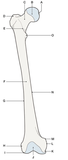 <p>G.</p>