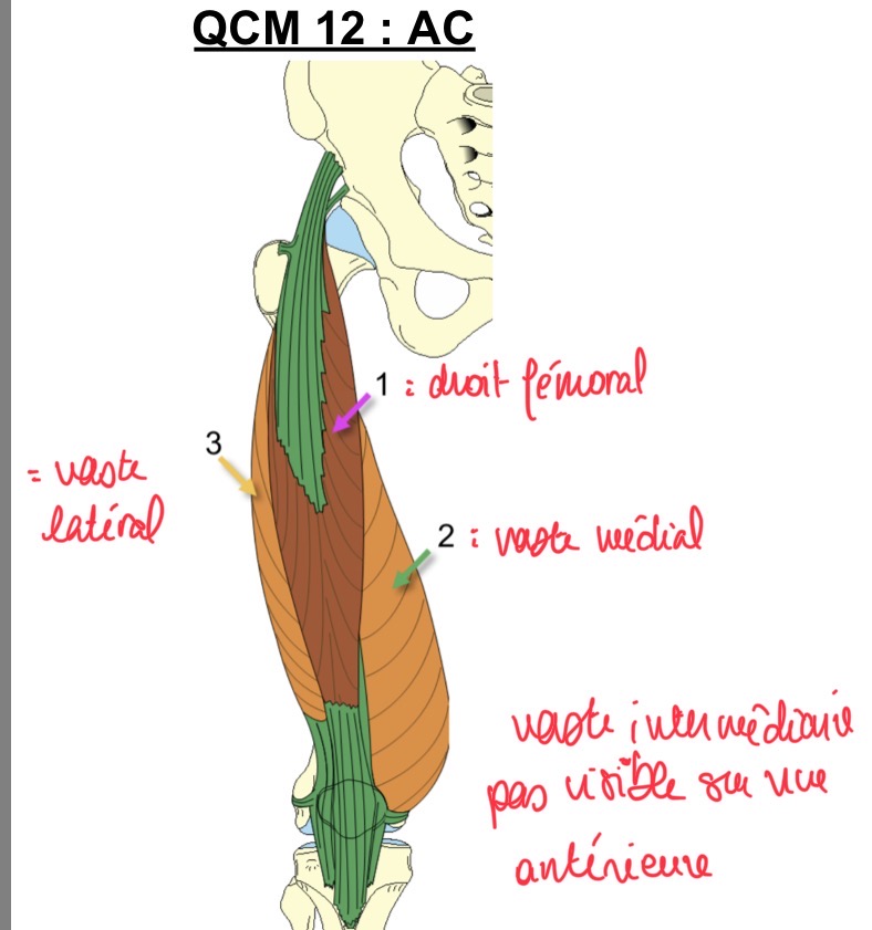 <p>VRAI : à la base de la patella, puis il se continue par le ligament patellaire</p>