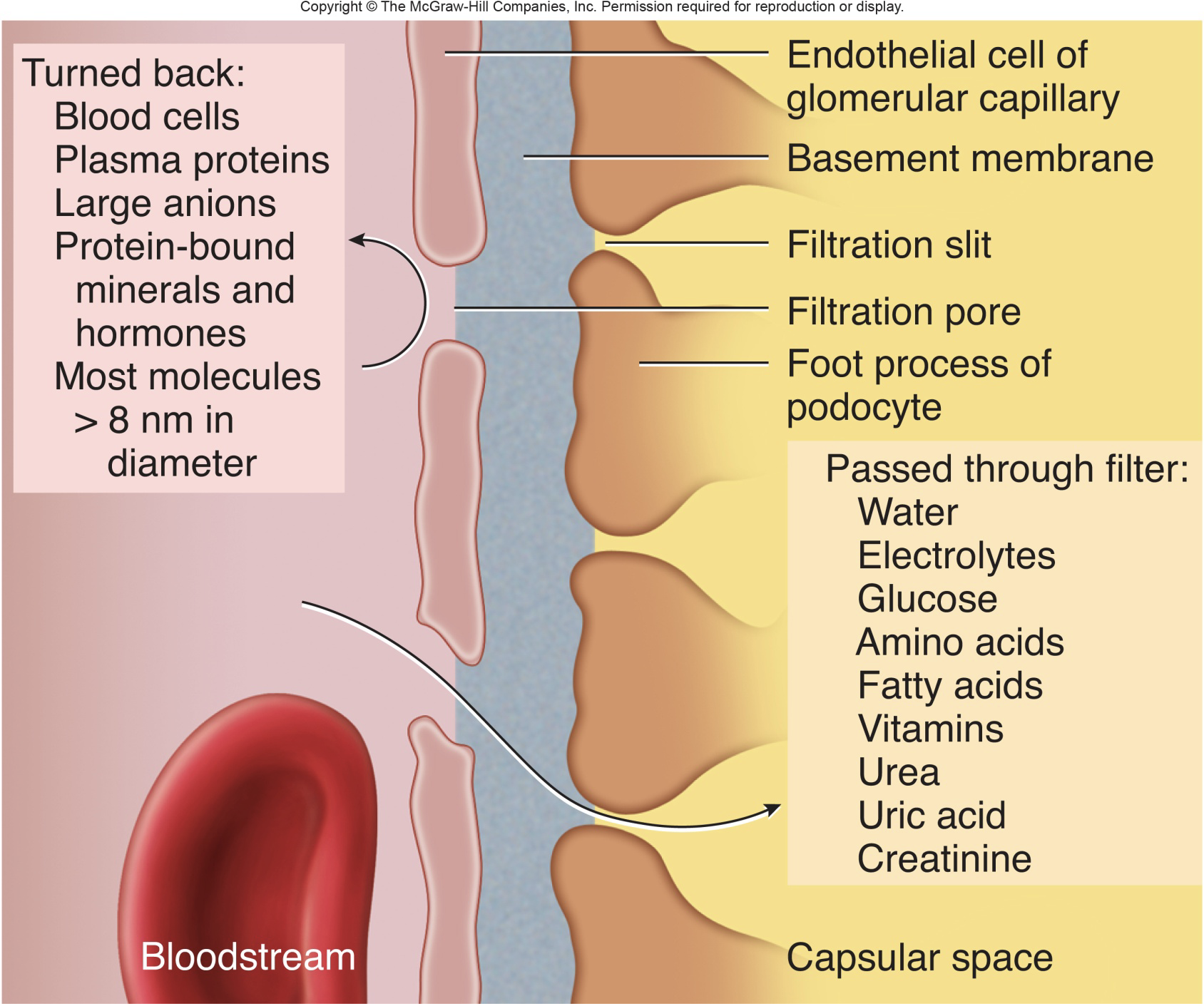 <p>anything on left side would stay in circulatory system and not into urinary system</p>