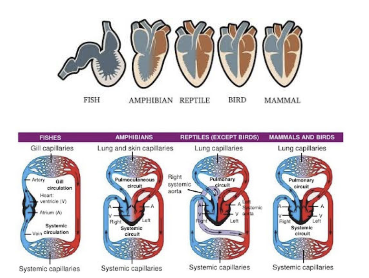 <p>Evolution of the Circulatory System in Non-Amniote Tetrapods Heart</p>