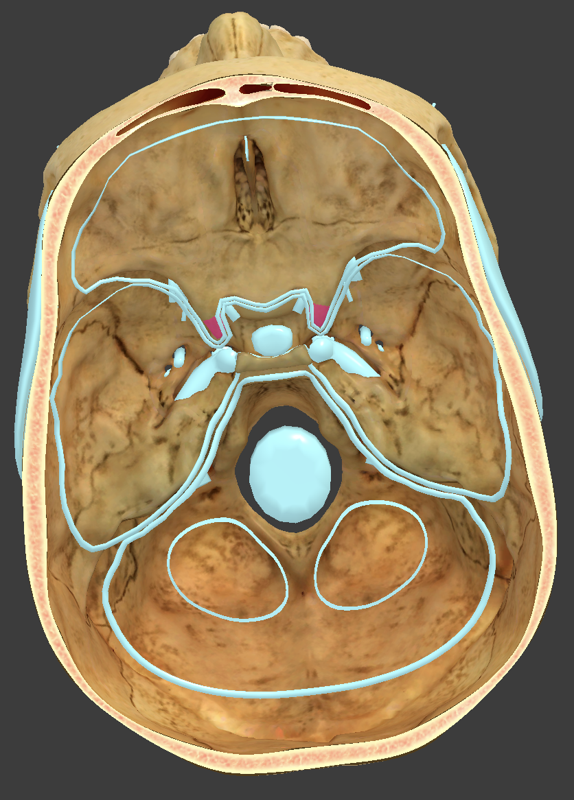 <p>bone/structure highlighted in pink</p>