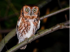 <p>Eastern Screech Owl</p>