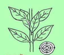knowt flashcard image