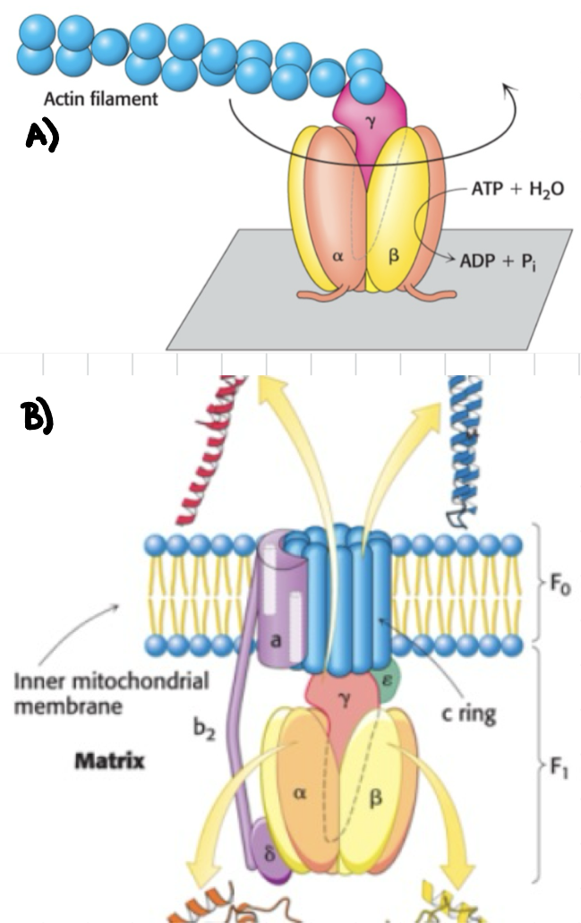 <p>Please review the figures below. Which combination of subunits of the ATP synthase rotates?</p><p>A) Alpha and Beta subunits</p><p>B) Beta and Epsilon subunits</p><p>C) Gamma and Epsilon subunits</p><p>D) Alpha and Delta subunits</p>