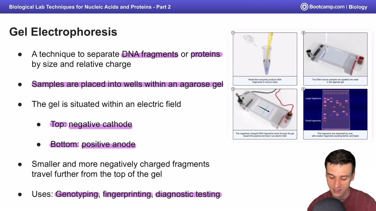 <p>Genotyping, fingerprinting, and diagnostic testing </p>