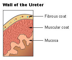 <p>Layer that anchors ureter to surrounding tissues</p>