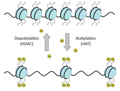 <p>Genes ON</p><p>Acetyl groups (-COCH<sub>3</sub>) are added to histone, preventing them from binding to the DNA as tightly, making room for proteins to bind for transcription. </p>