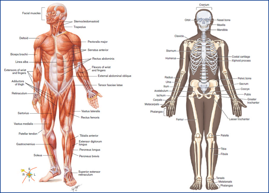 <p>What organ system is this, what is it’s key organs, and what is it’s function?</p>