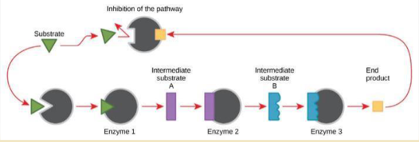 <p><span>The final product of the pathway inhibits one of the first steps of the pathway (happen if too much product accumulates)</span></p><ul><li><p>a cellular control mechanism where the end product of a metabolic pathway binds to an enzyme earlier in that same pathway to slow down or stop further production</p></li><li><p>The final product attaches to a secondary location on an early enzyme in the pathway, called an <strong>allosteric site</strong></p></li></ul><p></p>
