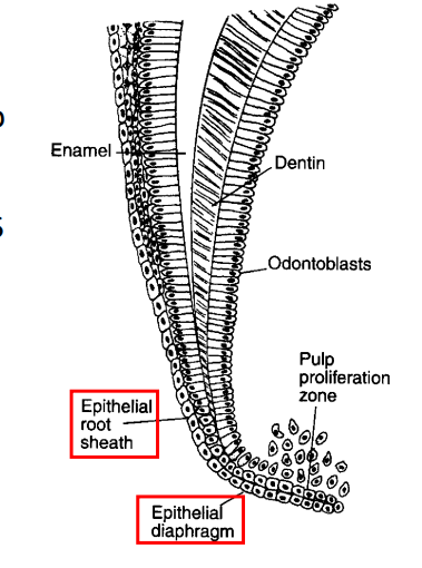 <p>aft crown fromed, cells in cervical loop grows apically→ forms root sheath(HERS)</p><ul><li><p>formed when IEE and OEE joins (absence of stellate reticulum and stratum intermedium)</p></li></ul><p></p>