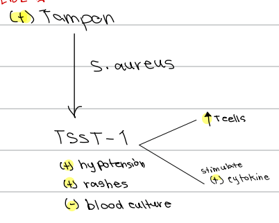 <p>c. S. aureus</p>