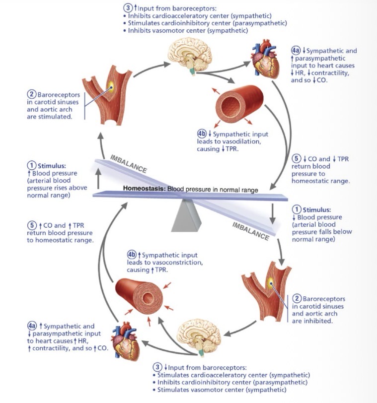 <p>negative feedback mechanism using pressure-sensitive mechanoreceptors in the carotid sinuses and aortic arch to reduce HR, CO, and BP during acute surges (e.g., standing up quickly)</p>
