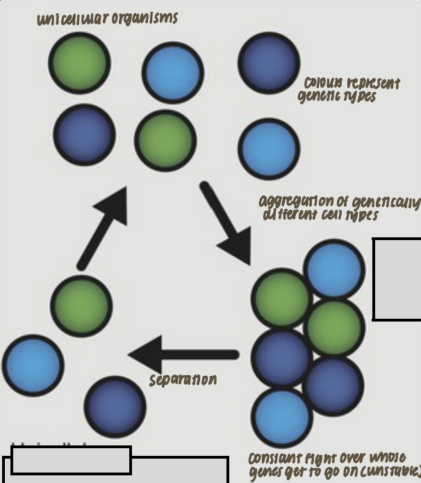 <p>Multicellular hypothesis: So much fighting so less likely…</p>