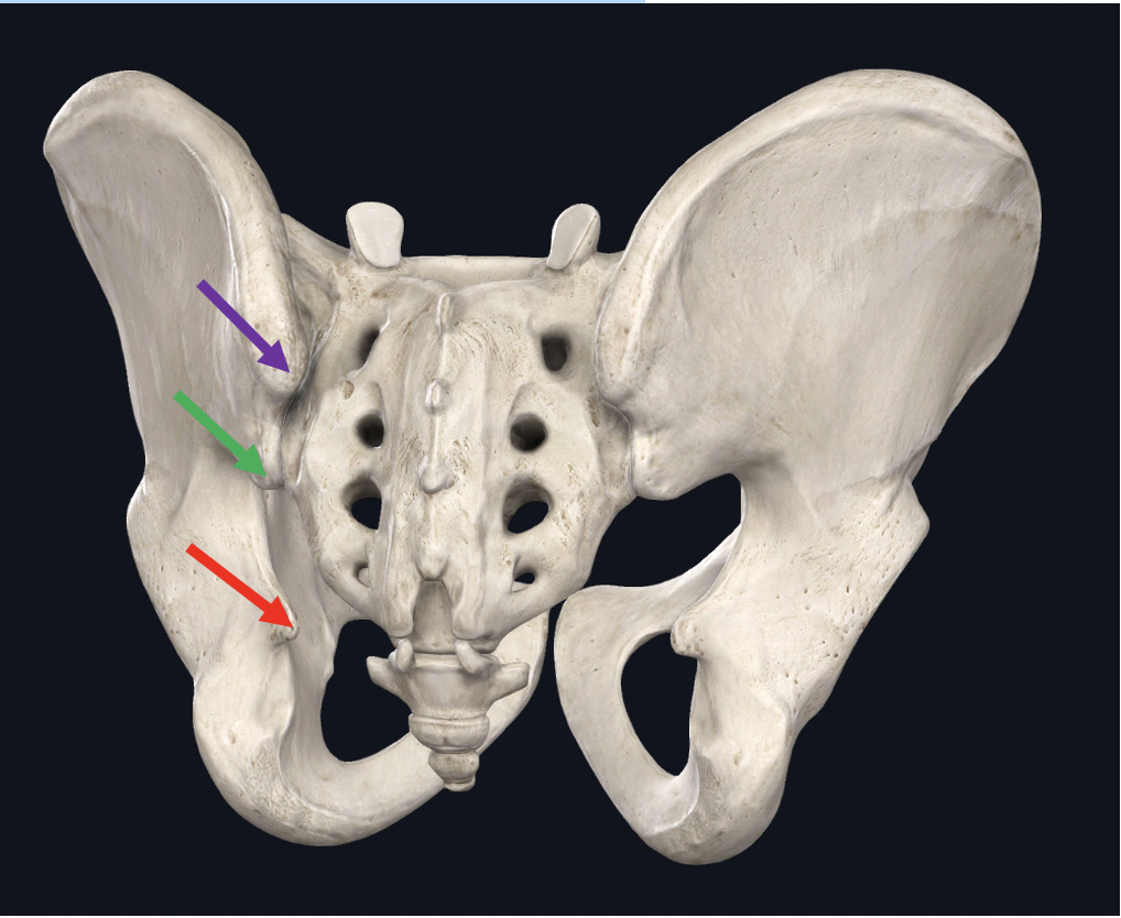 <p><span>Identify the bone with the top two arrows</span></p>