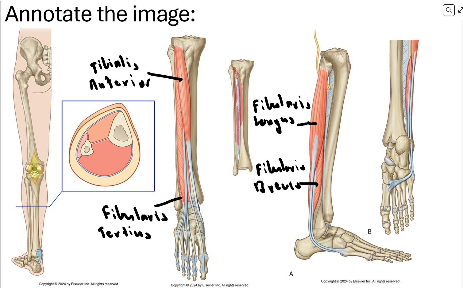 knowt flashcard image