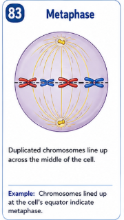 <p>Duplicated chromosomes line up across the middle or equator of the cell.</p>