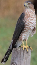 <p>Species, family, order?</p>