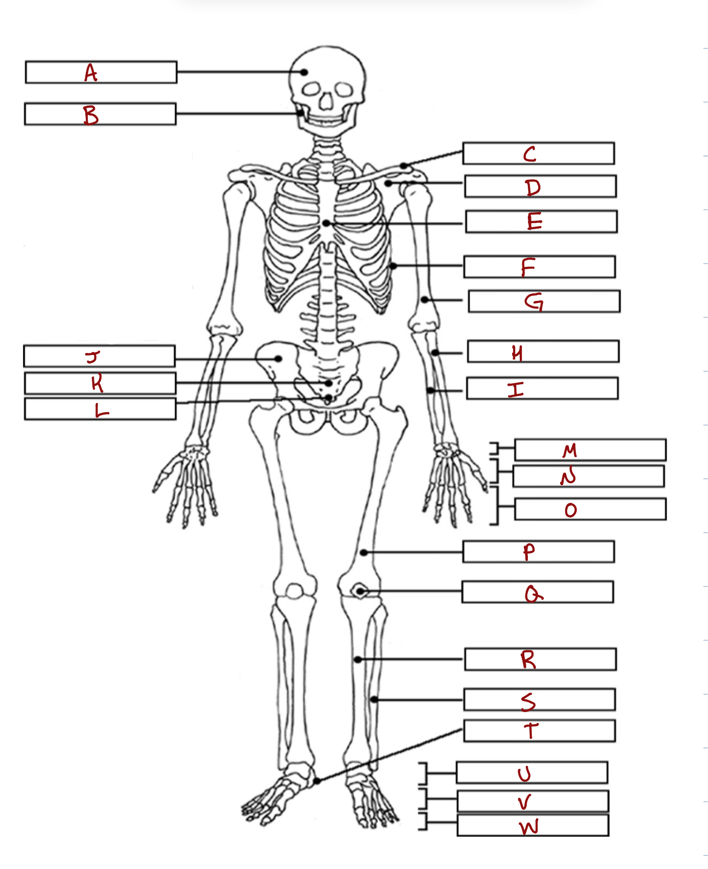 <p>Label the skeleton </p>